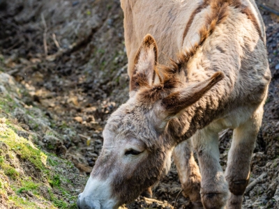 Amiatina donkey - De Zonnegloed - Animal park - Animal refuge centre 